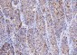 Anti-Cdk2 Antibody Picoband™ (monoclonal, 5B12D1)